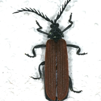 Porrostoma rhipidium (Long-nosed Lycid (Net-winged) beetle) at Ainslie, ACT - 2 Nov 2019 by jb2602