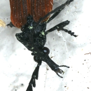 Porrostoma rhipidium at Ainslie, ACT - 2 Nov 2019