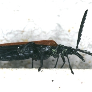 Porrostoma rhipidium at Ainslie, ACT - 2 Nov 2019