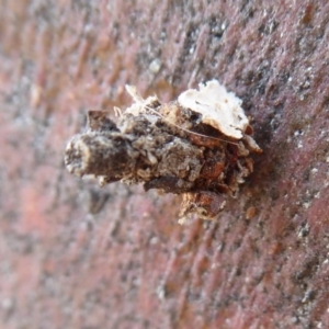 Psychidae (family) IMMATURE at Dunlop, ACT - 7 Dec 2019