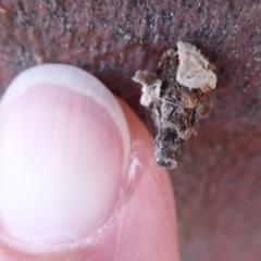 Psychidae (family) IMMATURE at Dunlop, ACT - 7 Dec 2019