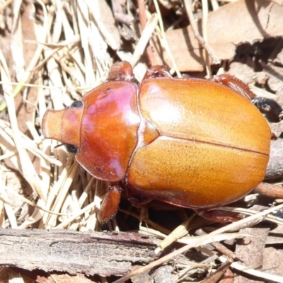 Anoplognathus montanus (Montane Christmas beetle) at Dunlop, ACT - 7 Dec 2019 by Christine