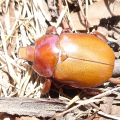 Anoplognathus montanus (Montane Christmas beetle) at West Belconnen Pond - 7 Dec 2019 by Christine