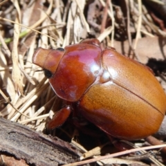 Anoplognathus montanus at Dunlop, ACT - 7 Dec 2019 12:15 PM