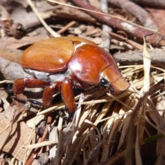 Anoplognathus montanus at Dunlop, ACT - 7 Dec 2019 12:15 PM