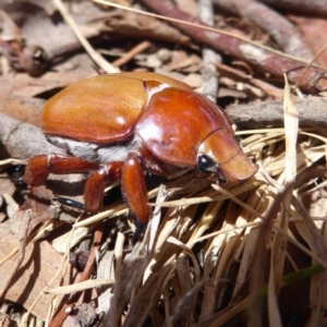 Anoplognathus montanus at Dunlop, ACT - 7 Dec 2019