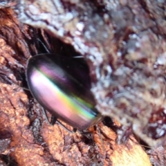 Chalcopteroides columbinus (Rainbow darkling beetle) at West Belconnen Pond - 7 Dec 2019 by Christine