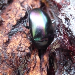 Chalcopteroides columbinus at Dunlop, ACT - 7 Dec 2019 12:19 PM