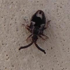 Aradellus cygnalis (An assassin bug) at Dunlop, ACT - 7 Dec 2019 by Christine
