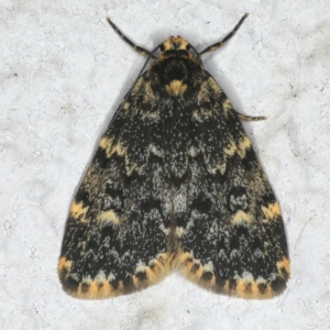 Halone coryphoea at Ainslie, ACT - 3 Nov 2019 09:29 PM