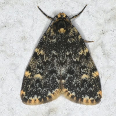 Halone coryphoea (Eastern Halone moth) at Ainslie, ACT - 3 Nov 2019 by jb2602