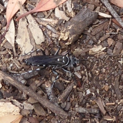 Turneromyia sp. (genus) (Zebra spider wasp) at Hackett, ACT - 7 Dec 2019 by Christine