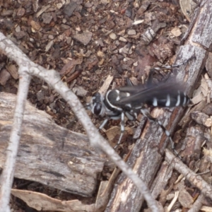 Turneromyia sp. (genus) at Hackett, ACT - 7 Dec 2019 02:29 PM