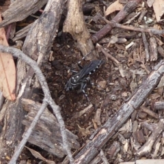 Turneromyia sp. (genus) at Hackett, ACT - 7 Dec 2019 02:29 PM