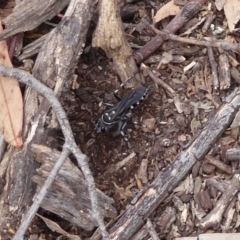 Turneromyia sp. (genus) at Hackett, ACT - 7 Dec 2019