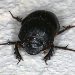 Onthophagus declivis (Declivis dung beetle) at Ainslie, ACT - 3 Nov 2019 by jbromilow50