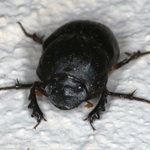 Onthophagus declivis at Ainslie, ACT - 3 Nov 2019