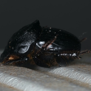 Onthophagus declivis at Ainslie, ACT - 3 Nov 2019