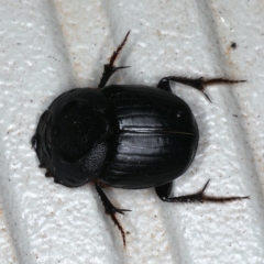 Onthophagus declivis at Ainslie, ACT - 3 Nov 2019