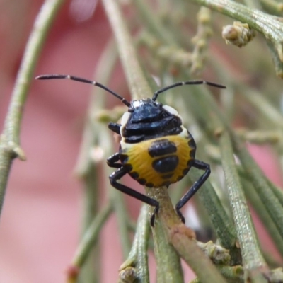 Commius elegans (Cherry Ballart Shield Bug) at Black Mountain - 7 Dec 2019 by Christine