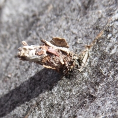 Psychidae (family) IMMATURE (Unidentified case moth or bagworm) at Black Mountain - 7 Dec 2019 by Christine