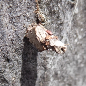 Psychidae (family) IMMATURE at Hackett, ACT - 7 Dec 2019