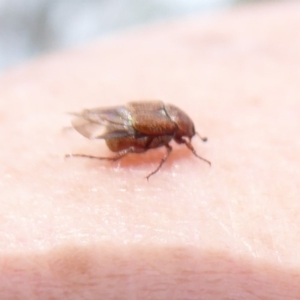 Microvalgus sp. (genus) at Hackett, ACT - 7 Dec 2019 03:21 PM