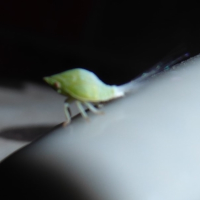 Siphanta sp. (genus) (Green planthopper, Torpedo bug) at Flynn, ACT - 7 Dec 2019 by Christine