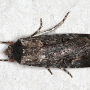 Agrotis infusa at Ainslie, ACT - 3 Nov 2019 09:27 PM