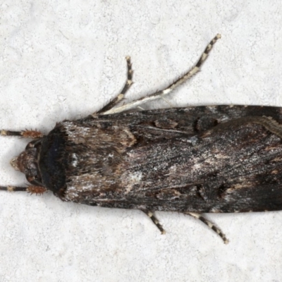 Agrotis infusa (Bogong Moth, Common Cutworm) at Ainslie, ACT - 3 Nov 2019 by jbromilow50