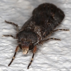 Agrotis infusa at Ainslie, ACT - 3 Nov 2019 09:27 PM