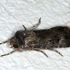 Agrotis infusa at Ainslie, ACT - 3 Nov 2019