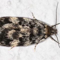 Barea (genus) (A concealer moth) at Ainslie, ACT - 4 Nov 2019 by jb2602