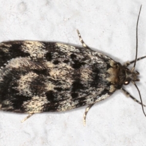 Barea (genus) at Ainslie, ACT - 4 Nov 2019 09:50 PM