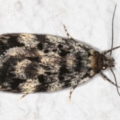 Barea (genus) (A concealer moth) at Ainslie, ACT - 4 Nov 2019 by jbromilow50