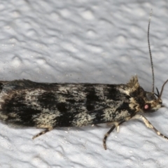 Barea (genus) at Ainslie, ACT - 4 Nov 2019 09:50 PM