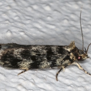 Barea (genus) at Ainslie, ACT - 4 Nov 2019