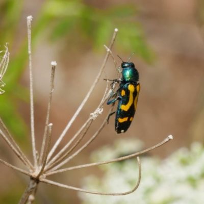 Castiarina flavopicta (Flavopicta jewel beetle) at Tidbinbilla Nature Reserve - 7 Dec 2019 by DPRees125