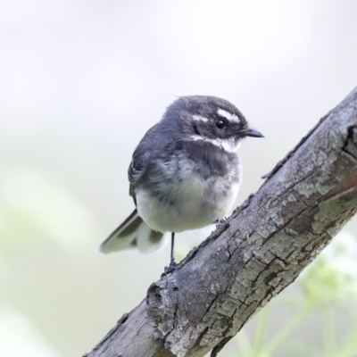 Rhipidura albiscapa (Grey Fantail) at Fyshwick, ACT - 4 Nov 2019 by jb2602