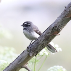 Rhipidura albiscapa at Fyshwick, ACT - 4 Nov 2019 03:47 PM