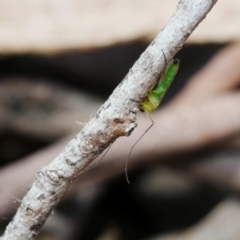 Chironomidae (family) (Non-biting Midge) at Jerrabomberra Wetlands - 5 Dec 2019 by DPRees125
