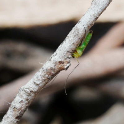 Chironomidae (family) (Non-biting Midge) at Fyshwick, ACT - 5 Dec 2019 by DPRees125