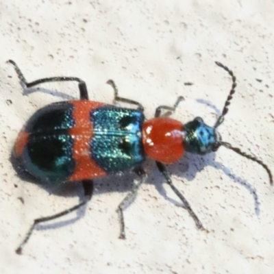 Dicranolaius bellulus (Red and Blue Pollen Beetle) at Ainslie, ACT - 4 Nov 2019 by jbromilow50