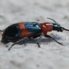 Dicranolaius bellulus at Ainslie, ACT - 4 Nov 2019