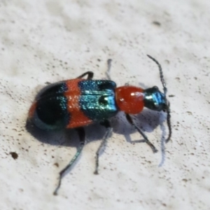 Dicranolaius bellulus at Ainslie, ACT - 4 Nov 2019