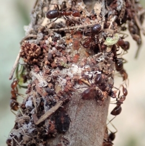 Papyrius nitidus at Dunlop, ACT - 7 Dec 2019