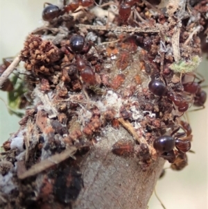 Papyrius nitidus at Dunlop, ACT - 7 Dec 2019