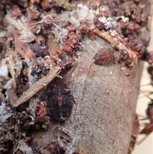 Papyrius nitidus at Dunlop, ACT - 7 Dec 2019