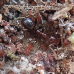 Papyrius nitidus at Dunlop, ACT - 7 Dec 2019