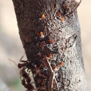 Papyrius nitidus at Dunlop, ACT - 7 Dec 2019